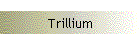 Trillium